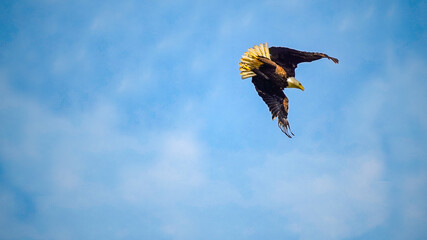 Bald eagle gliding against blue sky and white wispy clouds. A bald eagle soaring over Alaska Bay near Homer.
