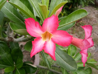 Adenium obesum flower in nature garden