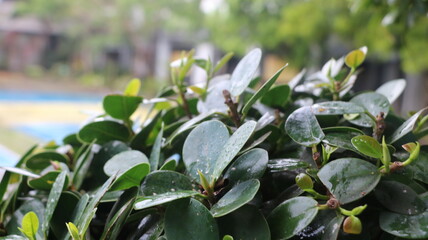 Beautiful fresh green leaves that are amazing with macro photography techniques