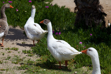 Brown and white geese walking along the shore