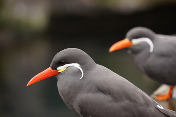 oystercatcher in Torquay England