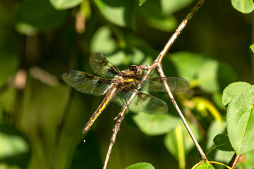 A dragonfly is an insect, predator characterized by large, multifaceted eyes.