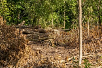 Tree felling and wood processing in a city park