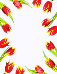 spring colorful flowers tulips. nature