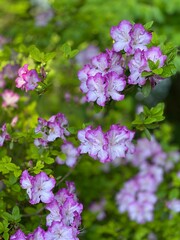 purple flowers in the garden