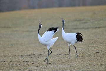 タンチョウの鳴き合い（北海道・鶴居村）