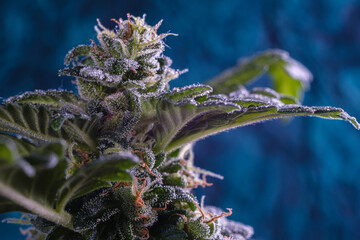 Closeup of Cannabis female with visible hairs and trichomes. plant in flowering phase. aquamarine...
