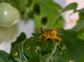 Yellow grasshopper on tomato plant.