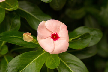 Flor silvestre en parque