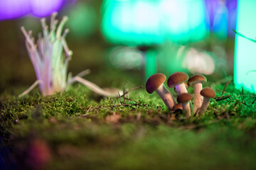 mushrooms in the forest