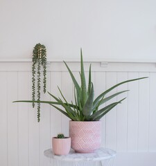 three indoor pot plants in white room with pink pot aloe vera and cactus white wainscotting wall