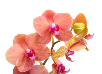 Fototapeta na wymiar Orange phalaenopsis or exotic orchid flower isolated on the white