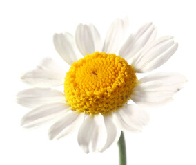 Fresh chamomile flower on white background