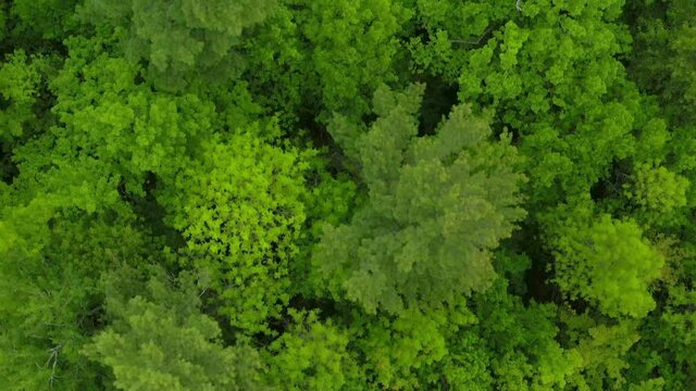 Aerial bird's eye view of evergreen tree tops on a sunny summer day