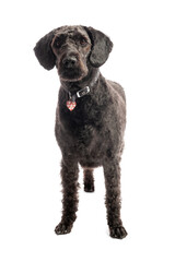 An inquisitive black Labradoodle standing on a white studio background