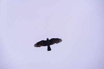 Crows flying in ghostly sky