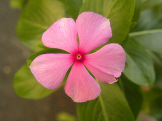 Pink rose periwinkle or Catharanthus roseus or Madagascar periwinkle or rosy cape periwinkle flower or Old maid flower