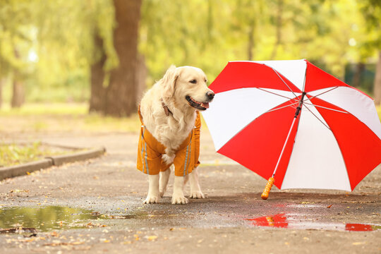 Funny dog in raincoat and with umbrella outdoors