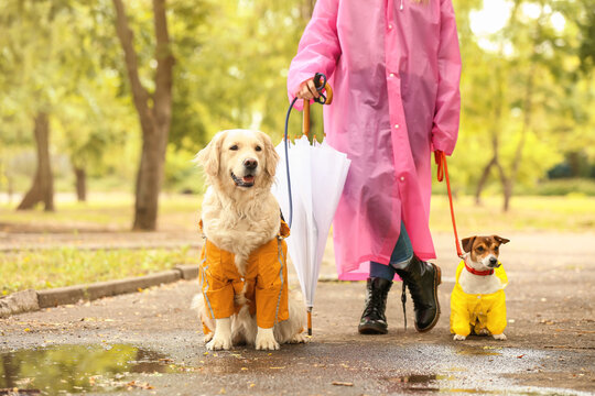 Funny dogs and owner in raincoats walking outdoors