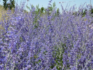 Selective focus shot of Russian sage flowers on a field