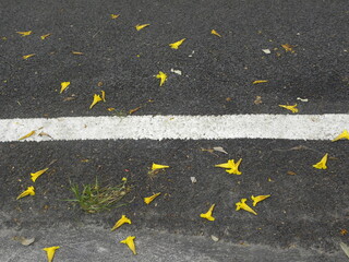 Yellow color flowers fallen on the road
