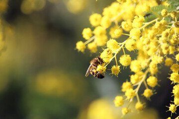 Western Honey Bee collecting nectar and pollen from Cootamundra Wattle flowers, South Australia