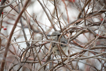 Northern Mockingbird