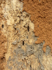 Termite damage on tree bark textured background