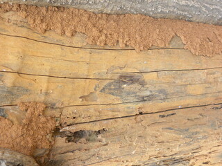 Termite damage on tree bark textured background
