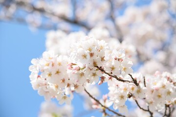 桜の花と青空