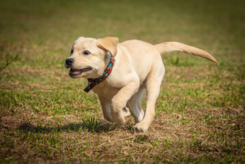 golden retriever on the grass