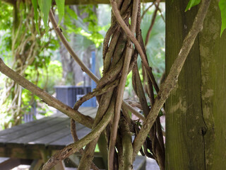 Twisted Vines with Picnic Table Background