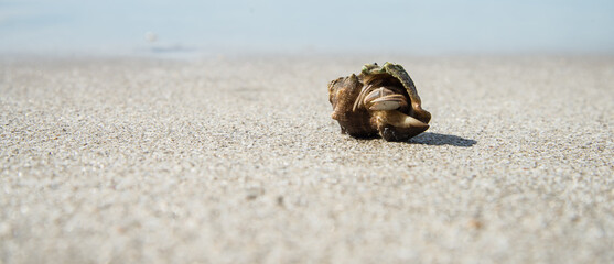 Hermit Crab in shells on a clear white beach