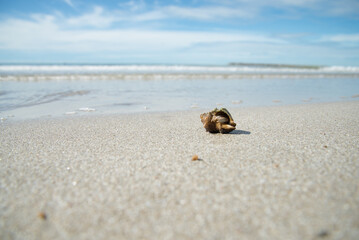 Hermit Crab in shells on a clear white beach