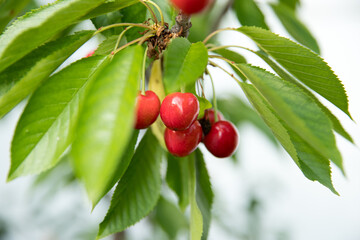 Ripe cherries hanging from a cherry tree branch. Water droplets on fruits, cherry orchard after the rain