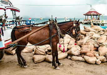 Brown horse in harness near many bags by the sea on the island of Gili, Indonesia