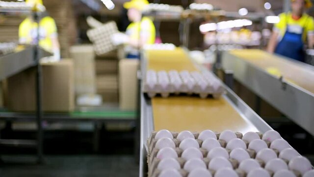 egg factory industry poultry conveyor production