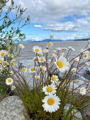 Douglas Aster (like small daisies) with ocean background.