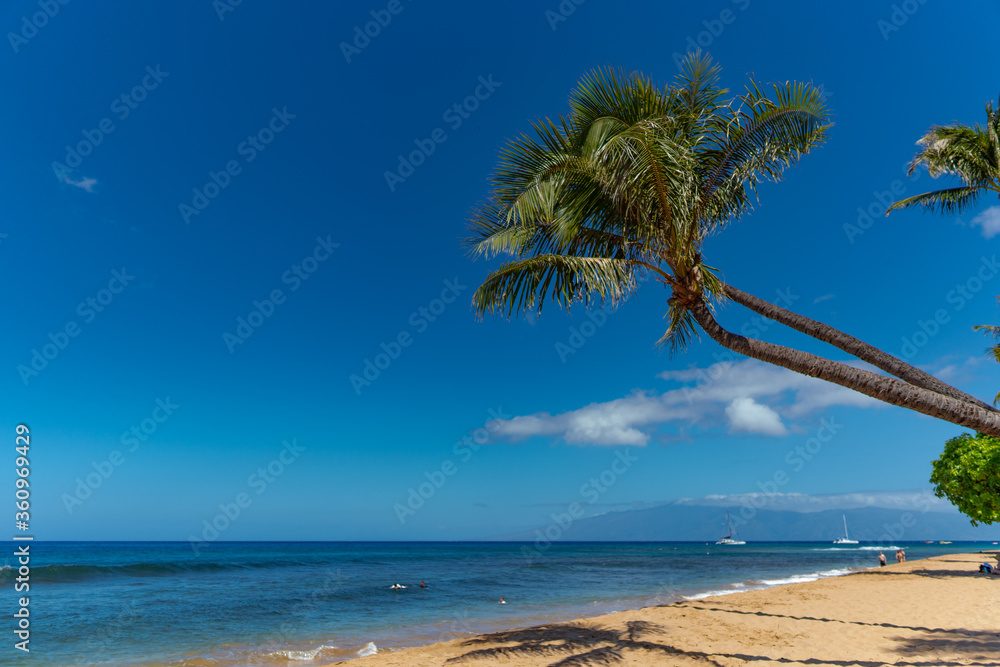 Wall mural pacific ocean, hawaiian beach, and palm tree