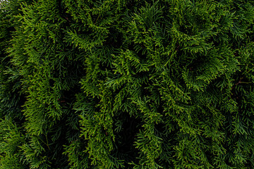 Naklejka na ściany i meble Texture of spruce close up