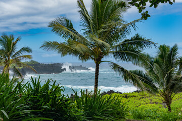 Fototapeta na wymiar Road to Hana, Palm trees, Maui, Hawaii