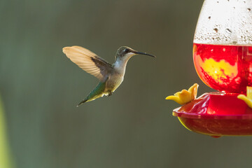 hummingbird in flight