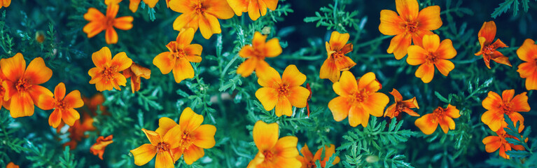 Obraz na płótnie Canvas Beautiful yellow red marigold marietta flowers. Dark art moody floral. Natural eco environment organic background. Web banner header for a website.