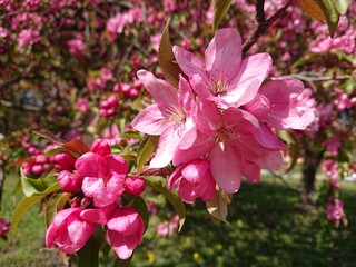 Różowe kwiaty na drzewie © nitka_zaplatana