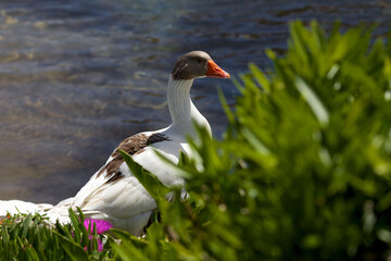 Brown and white goose on the background of the lake