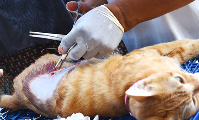Veterinarian sterilization operation on cat.