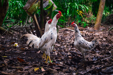 white rooster on a farm