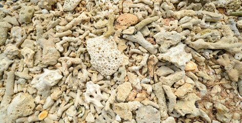 Corals stones shells sticks and sand on the beach