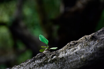 
Green leaves with dew drops
Beautiful and natural in the forest, looking and refreshing