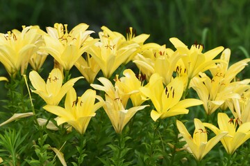 Thunberg lily / Liliaceae perennial buibous plant 
